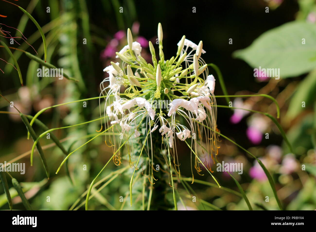 Cleome hassleriana araignée fleur ou plante florifère annuelle avec des fleurs blanches et étamines en commençant à se flétrir sur fond de feuilles vert foncé Banque D'Images