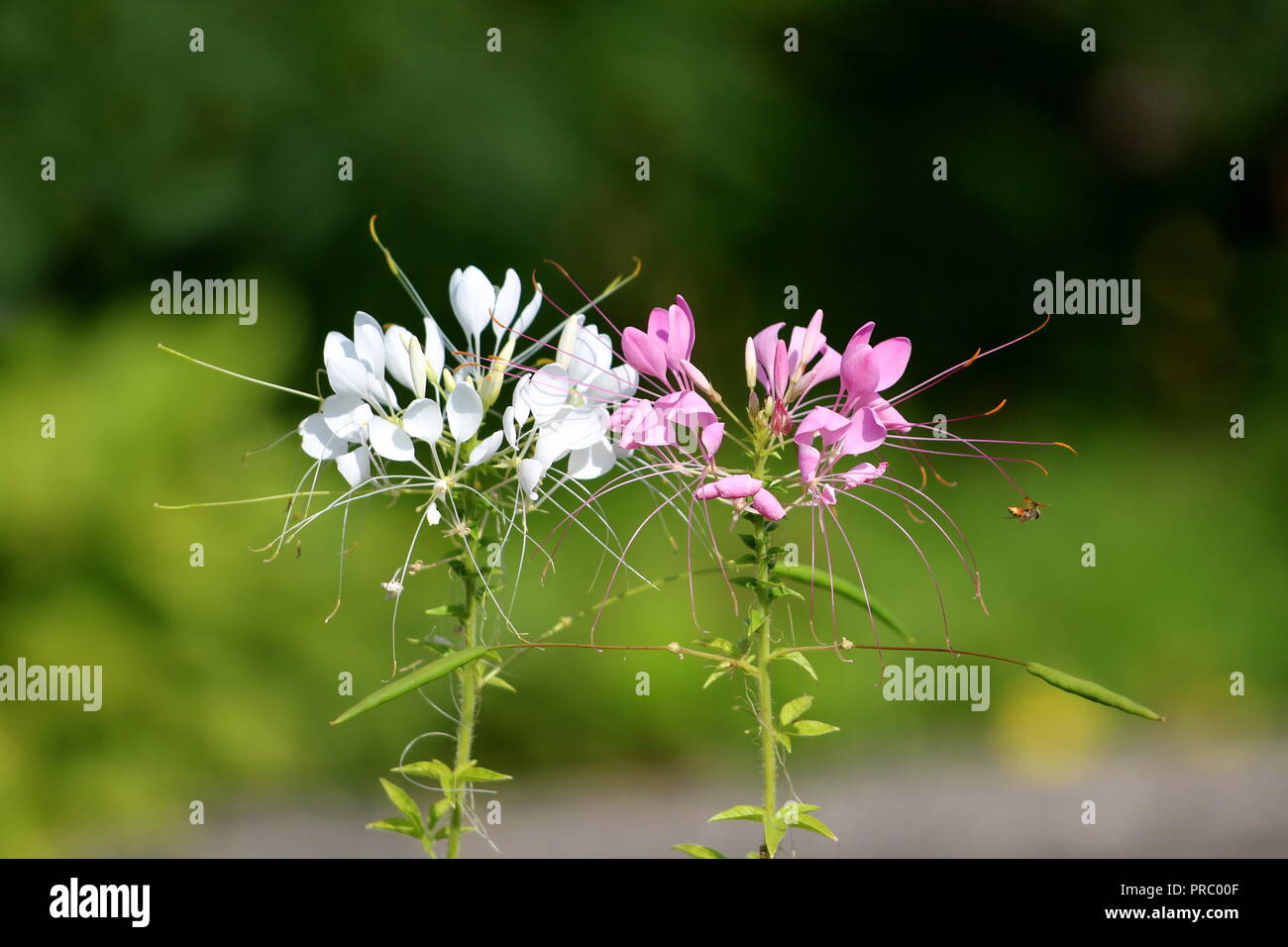 Deux fleur araignée Cleome hassleriana ou plante araignée ou grands-pères ou de croissance annuelle les moustaches les plantes à fleurs et feuilles composées palmately Banque D'Images