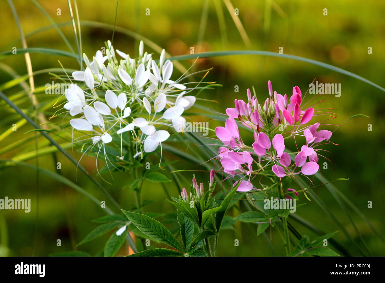 Deux fleur araignée Cleome hassleriana ou plante araignée ou grands-pères ou de croissance annuelle les moustaches les plantes à fleurs et feuilles composées palmately Banque D'Images