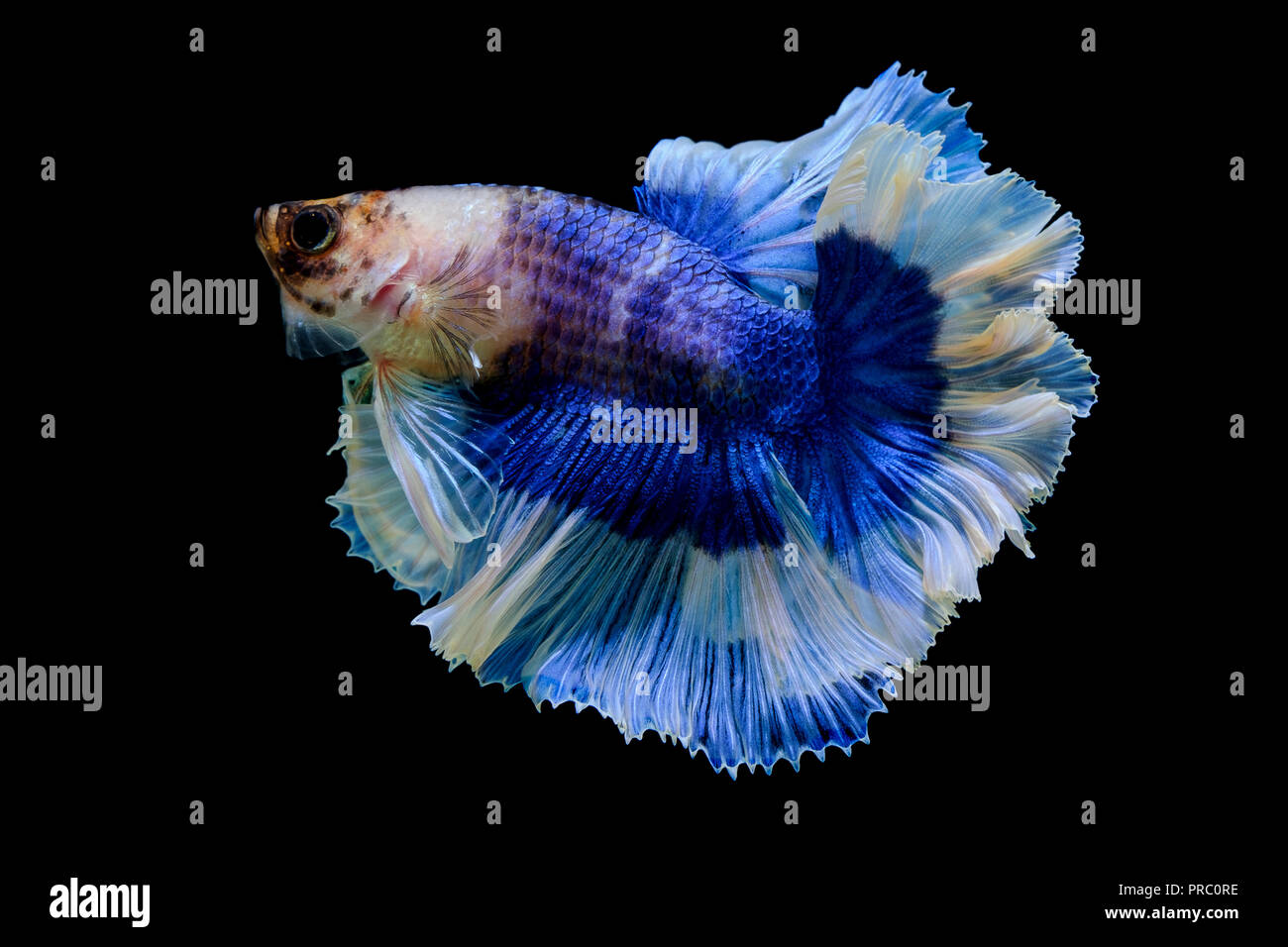 Betta poisson de fond noir Banque D'Images