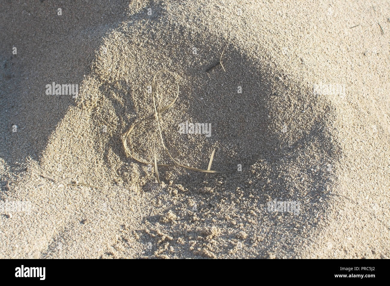 En forme de paille comme encore de g s'attacha sur les grains de sable texture de fond macro closeup Banque D'Images
