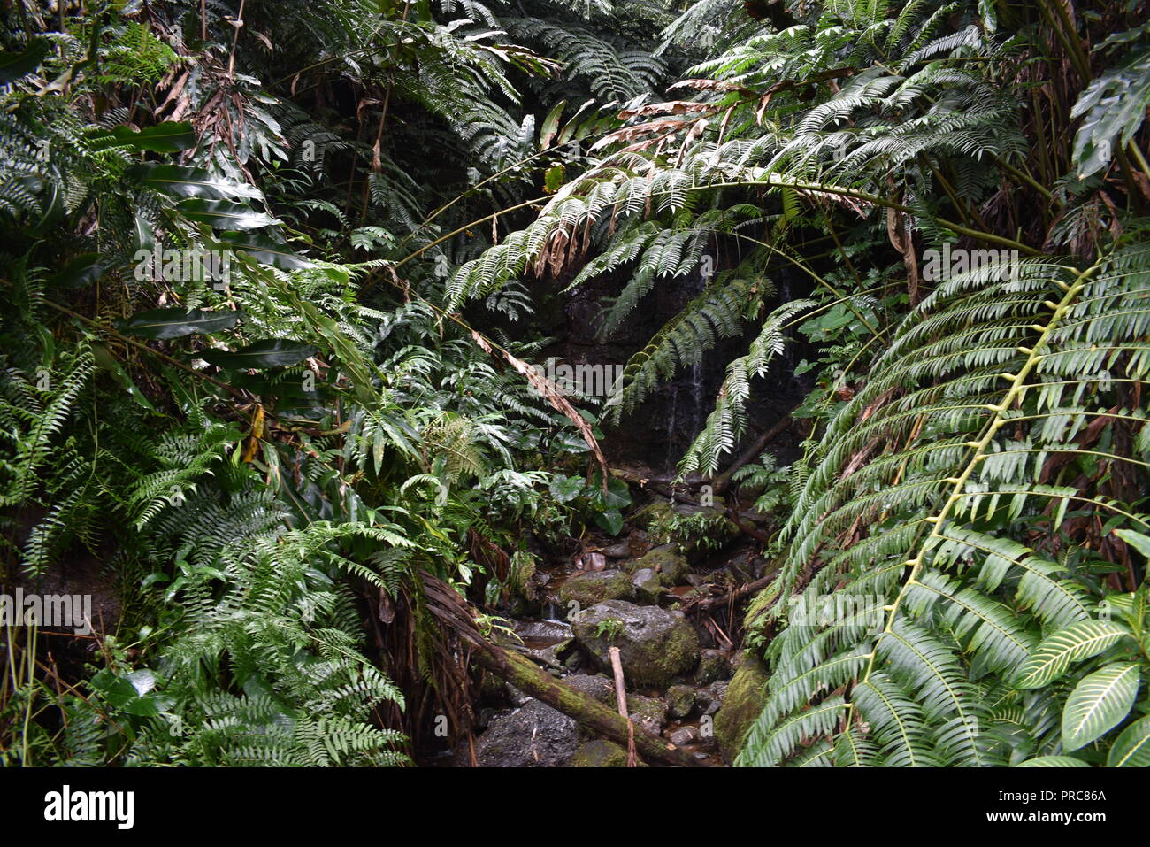 Akaka Falls piste forestière Big Island Hawaii Banque D'Images