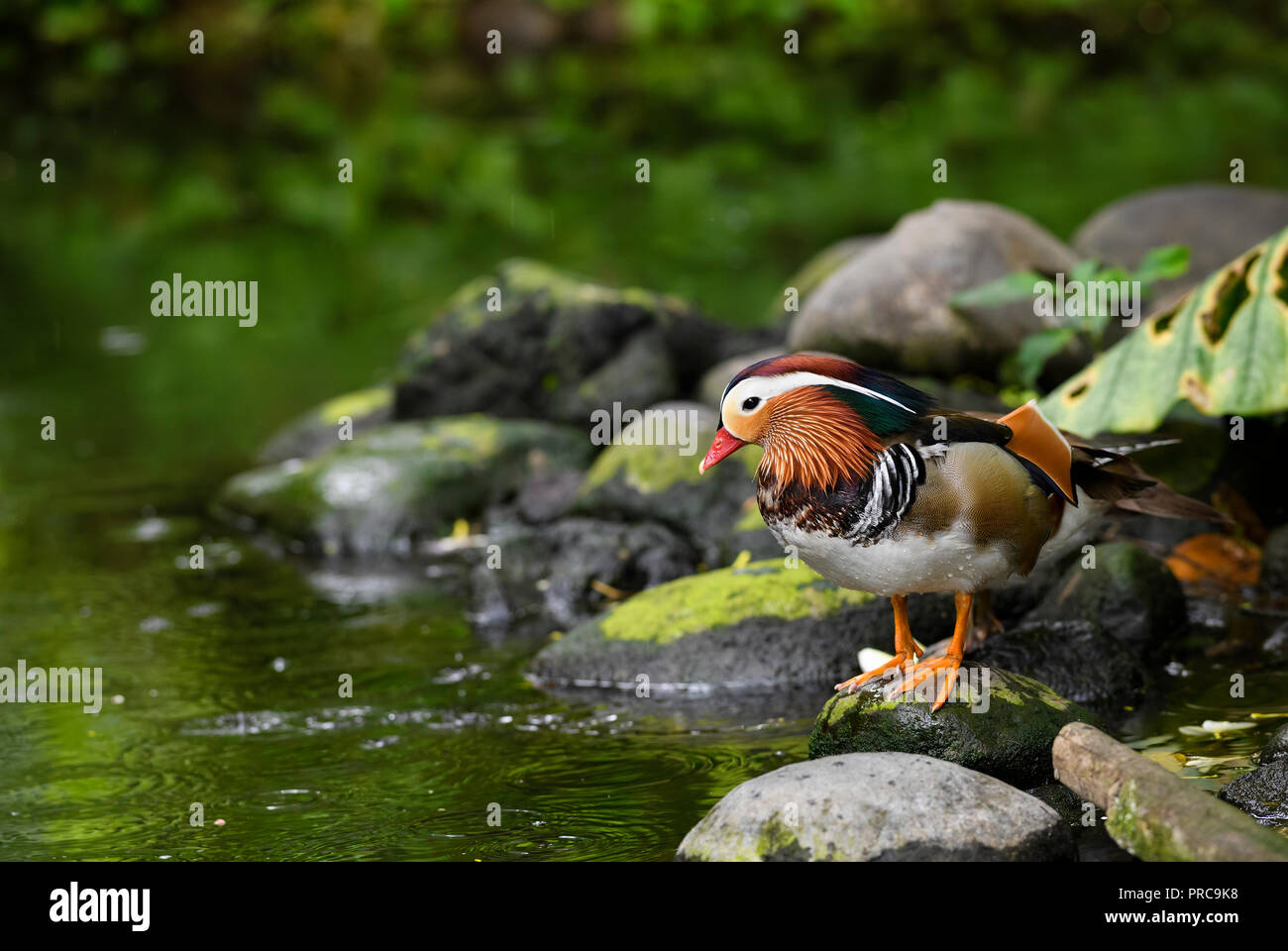 Canard mandarin - Aix galericulata, beau canard coloré de lacs et rivières d'Asie, la Chine. Banque D'Images