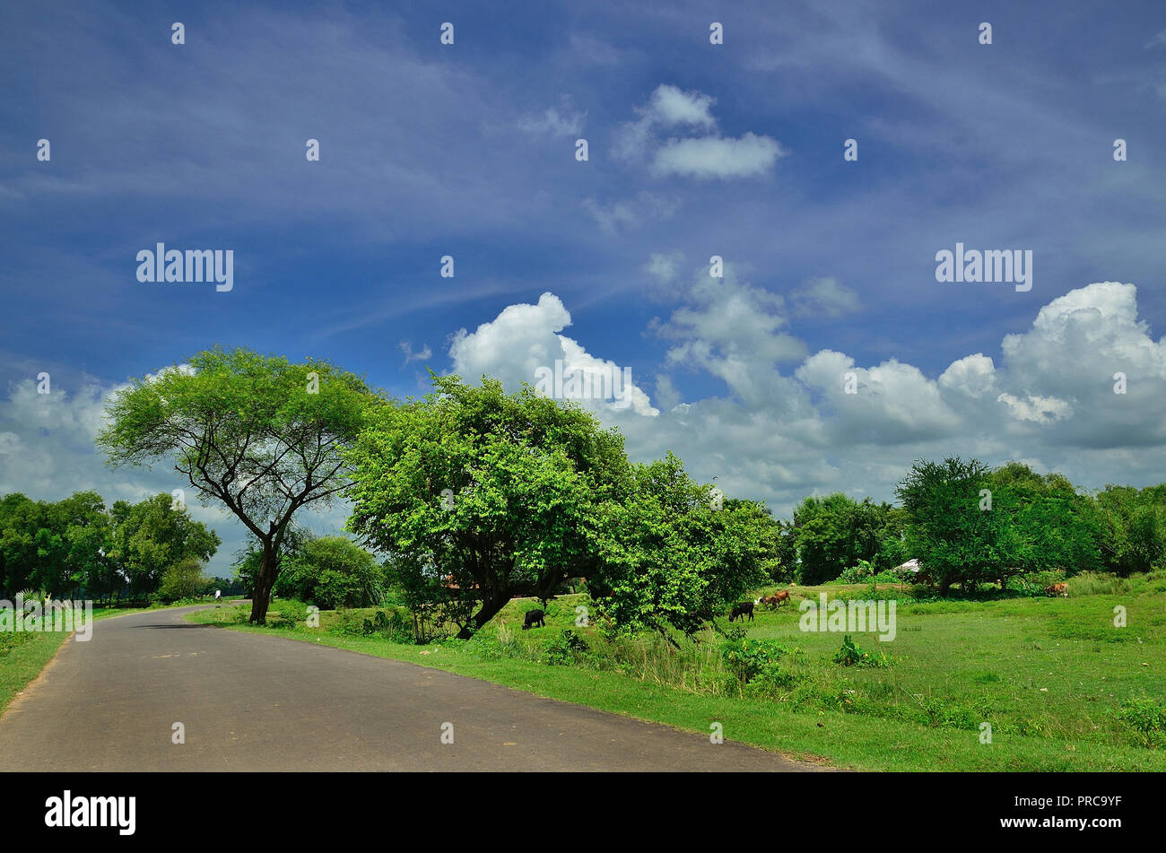 Les chemins du village à l'après-midi d'été à Baidyapur, dans l'ouest du Bengale, en Inde. Scène de village de l'automne dans la générosité de la nature sous le ciel bleu magnifique. Banque D'Images