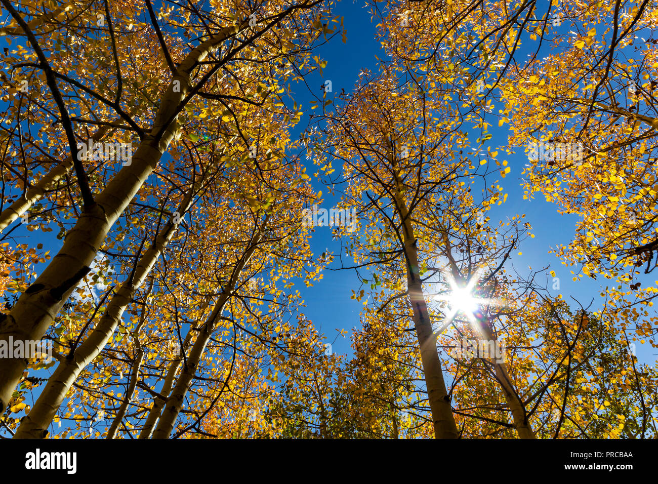 Les feuilles d'or sur le peuplier arbres changent de couleur dans le Parc National du Grand Bassin Banque D'Images