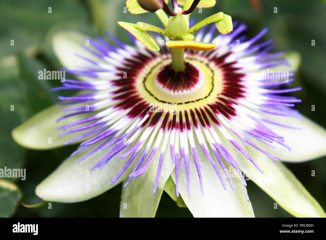 La passion des fleurs dans l'accent Banque D'Images