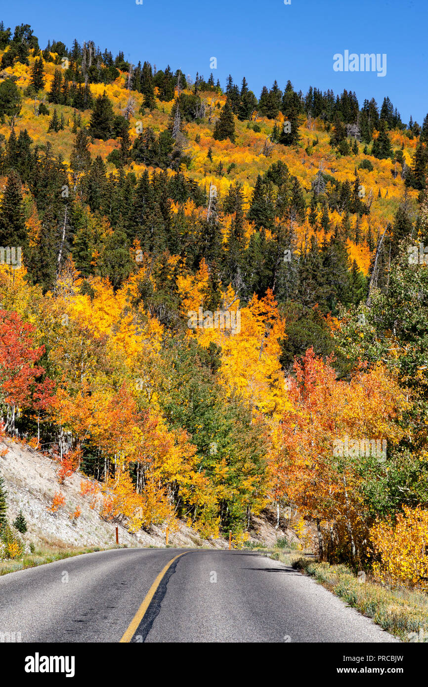Les trembles changement à couleurs d'automne sur Wheeler Peak Scenic Drive dans le Parc National du Grand Bassin Banque D'Images