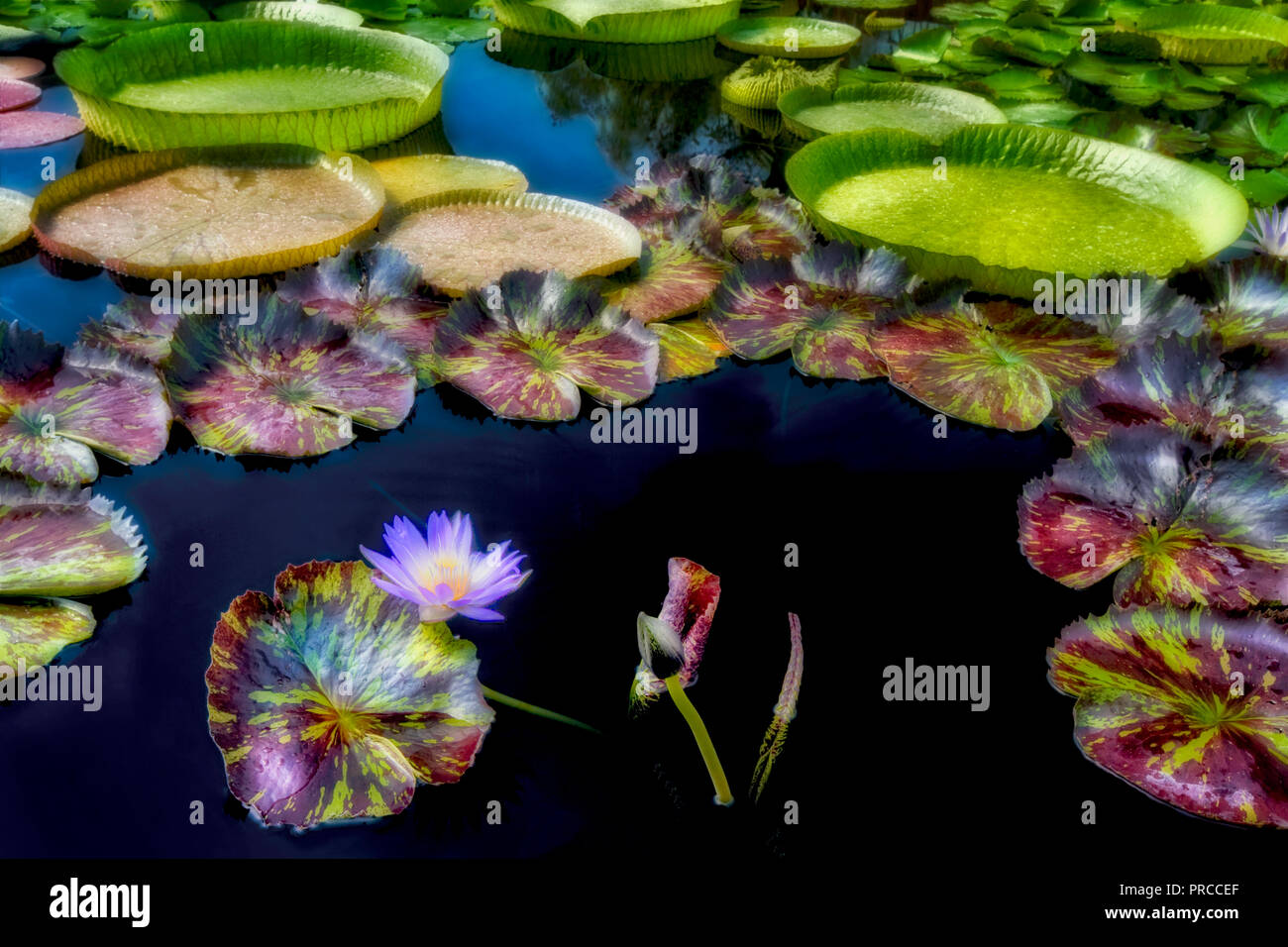 Star du Siam tropical eau lily. Jardins d'eau, de l'Oregon Hughes Banque D'Images
