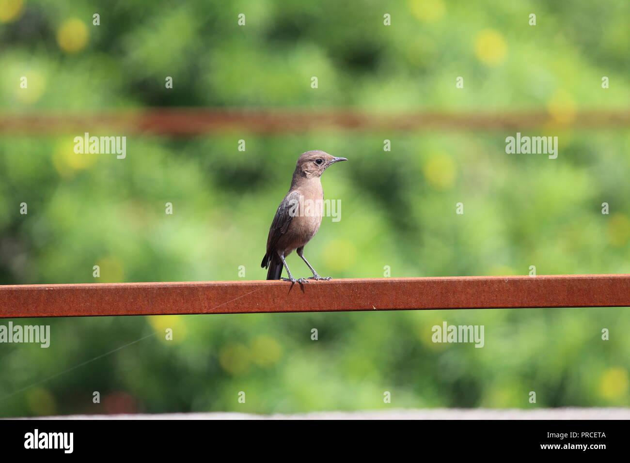 Ils sont de petits passereaux qui appartiennent à la famille Passeridae. Ils sont également connus comme les moineaux du vieux monde Banque D'Images