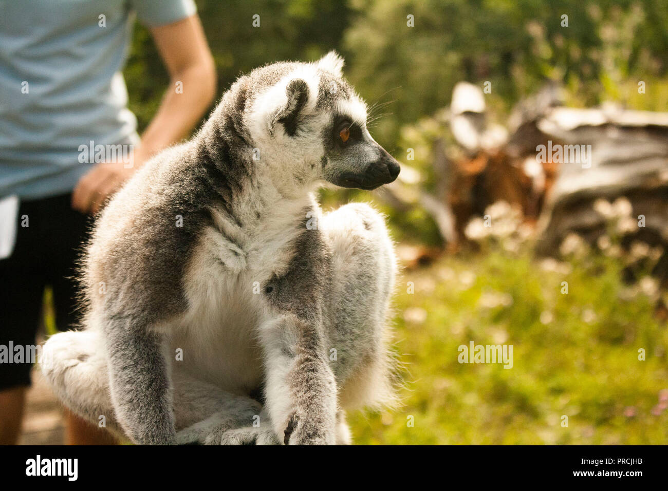 Les lémuriens s'amusant au zoo du refroidissement sur l'image de l'herbe verte Banque D'Images