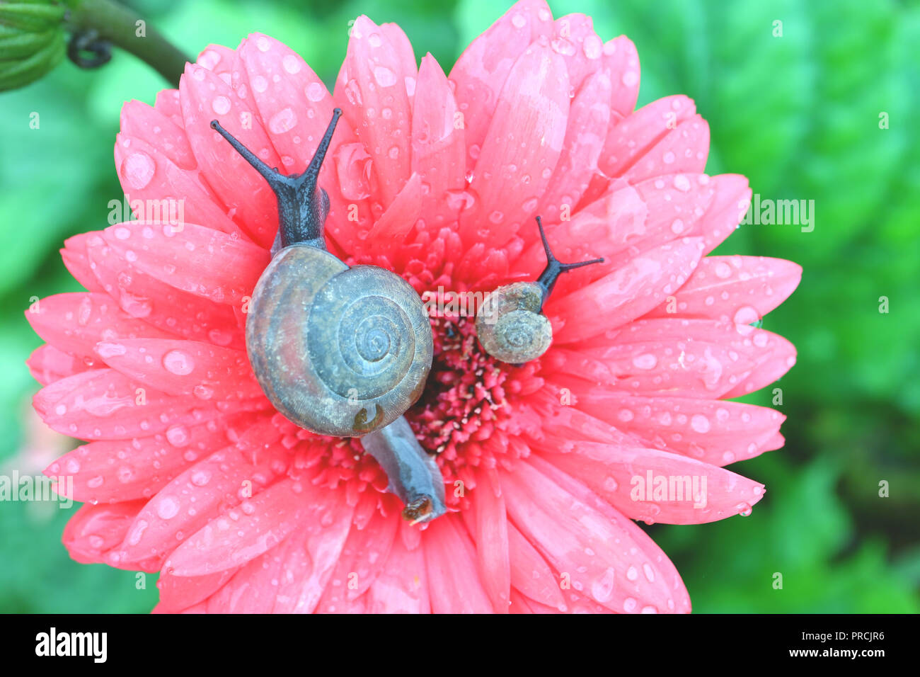 Vue De Dessus De La Mere Et De L Escargot Escargot Bebe Detente Sur Un Gerbera Flower Blooming Rose Avec De Nombreuses Gouttelettes D Eau Sur Les Petales Photo Stock Alamy