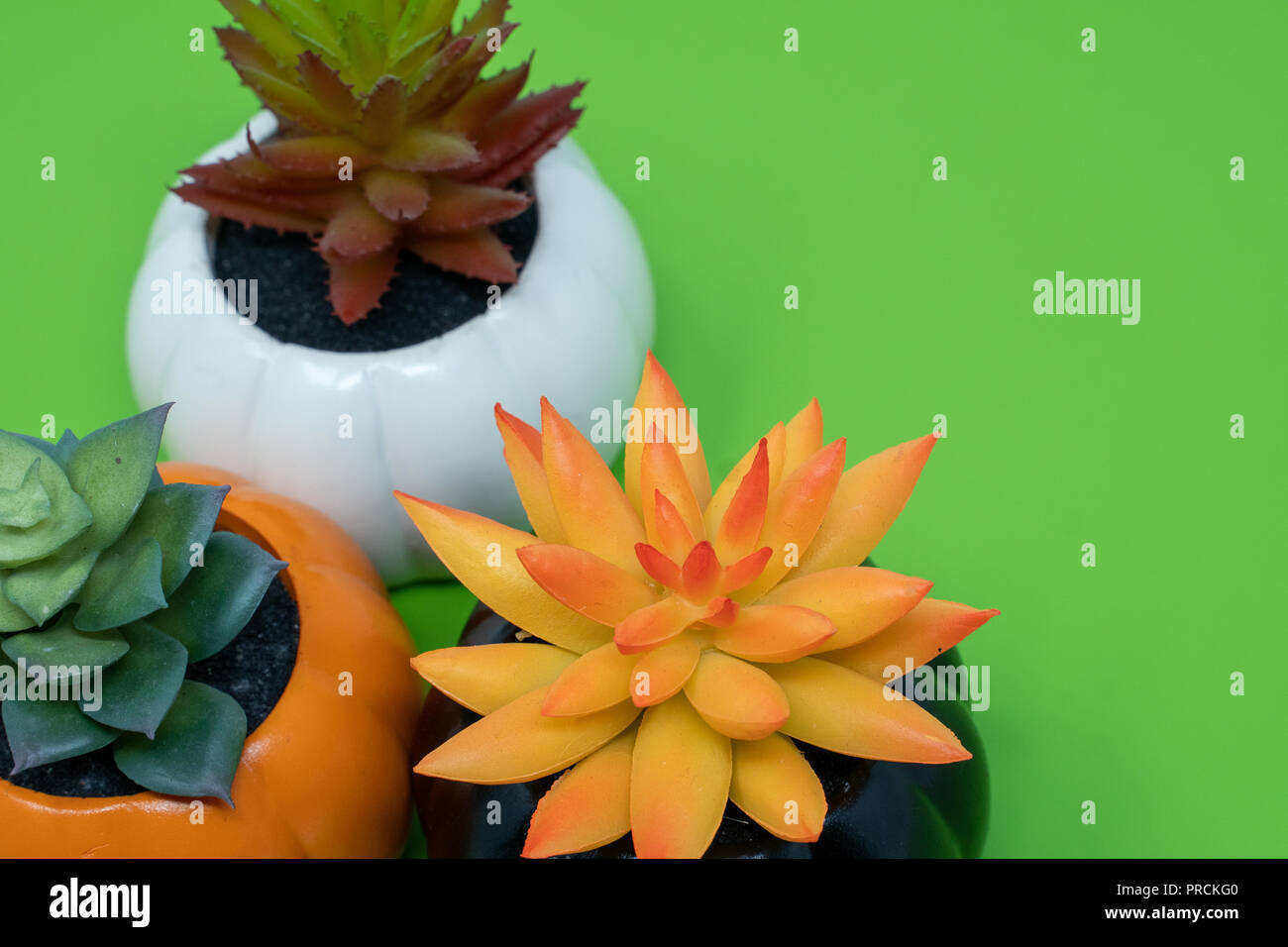 Citrouille Hallween cactus succulentes plantes en pot, isolé sur fond vert lumineux Banque D'Images