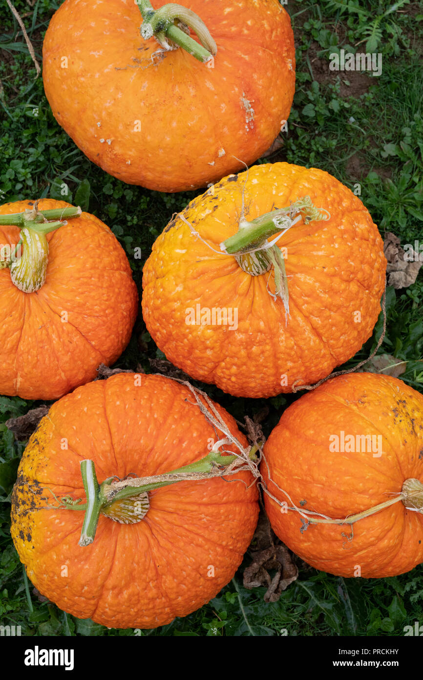 Pumpkin affichage à Daylesford Organic farm shop festival d'automne. Daylesford, Cotswolds, Gloucestershire, Angleterre Banque D'Images