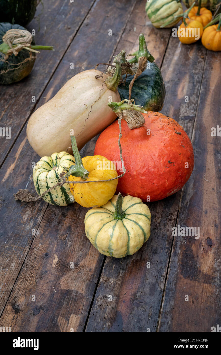 Citrouille, courge courge et affichage à Daylesford Organic farm shop festival d'automne. Daylesford, Cotswolds, Gloucestershire, Angleterre Banque D'Images