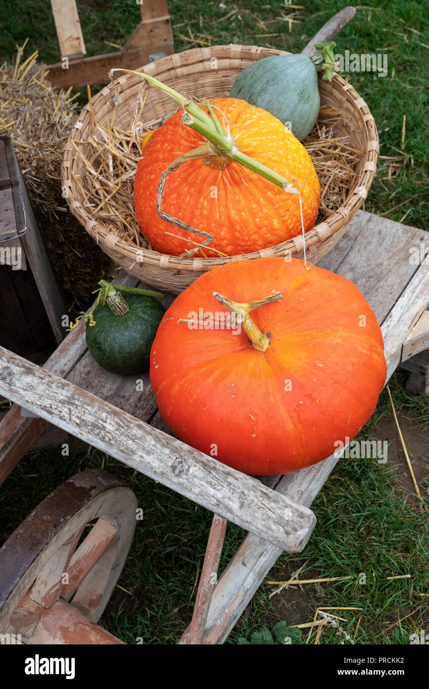 Citrouille, courge courge et affichage à Daylesford Organic farm shop festival d'automne. Daylesford, Cotswolds, Gloucestershire, Angleterre Banque D'Images