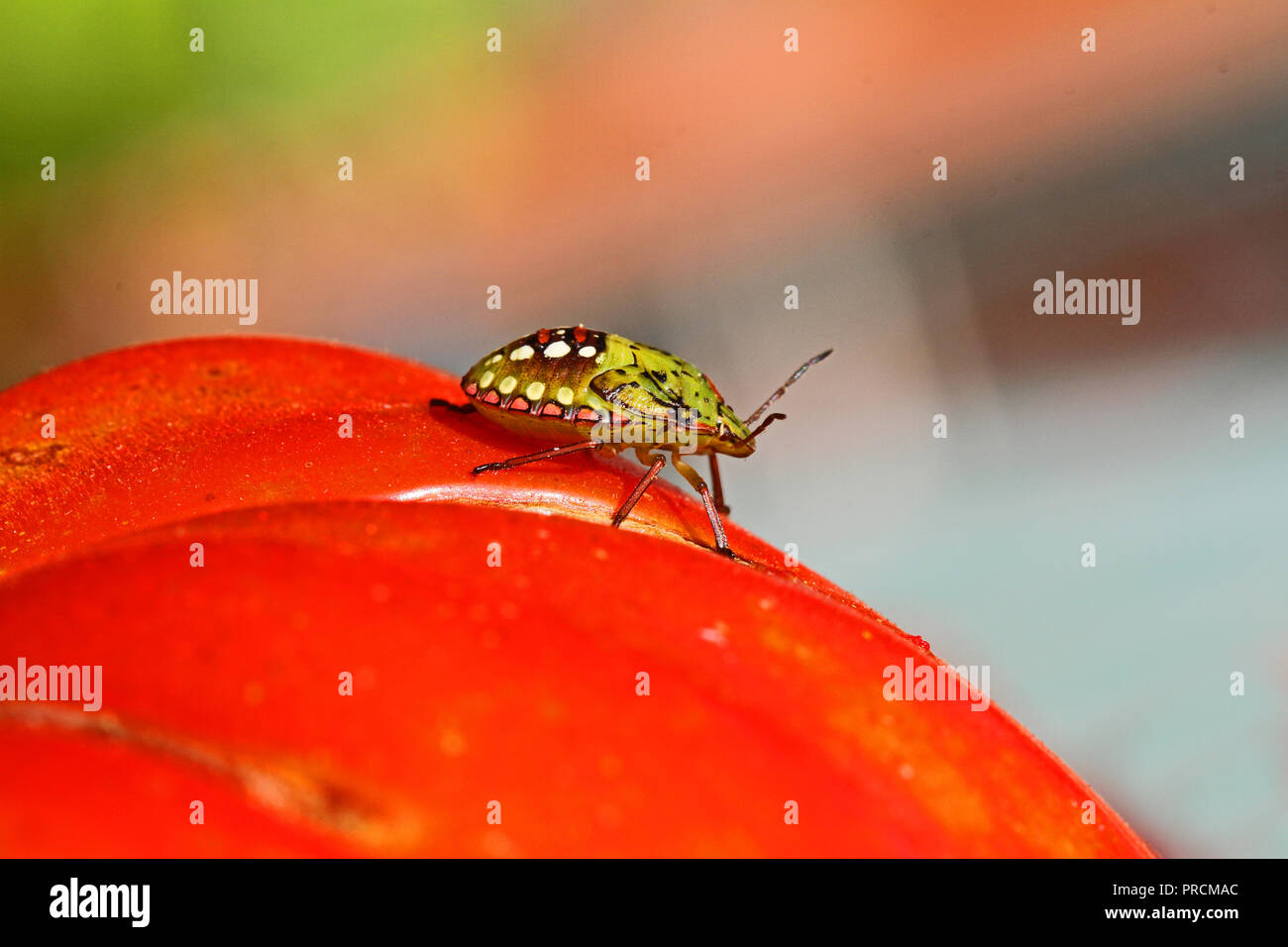 Green stink bug larve en fin de 5ème stade Amérique Nezara viridula se nourrissent d'une famille de tomate pentatomidae également appelé un légume vert bug Banque D'Images