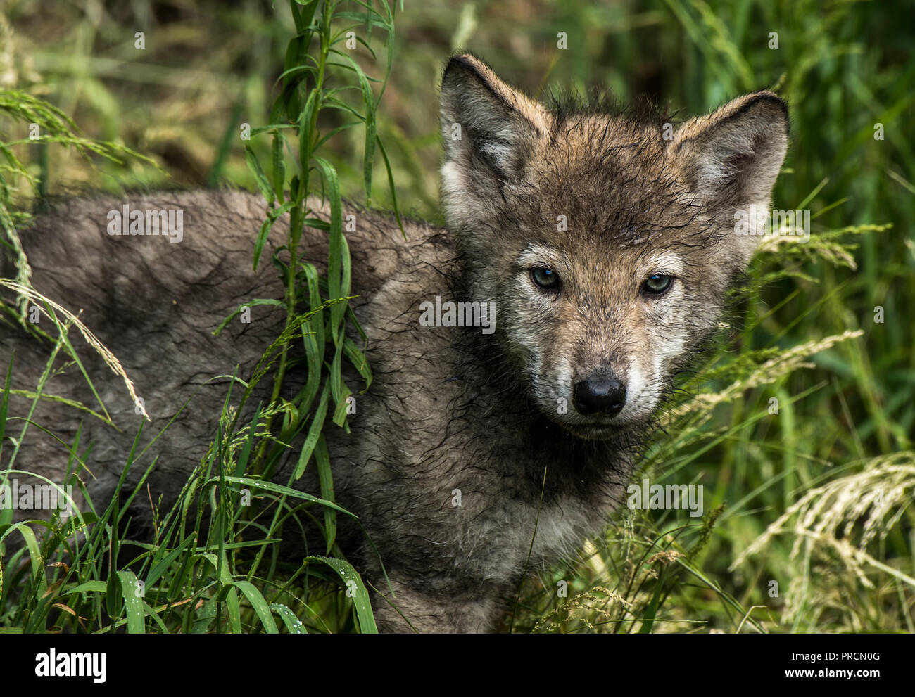 Grey Wolf Pup In Grass Banque D'Images