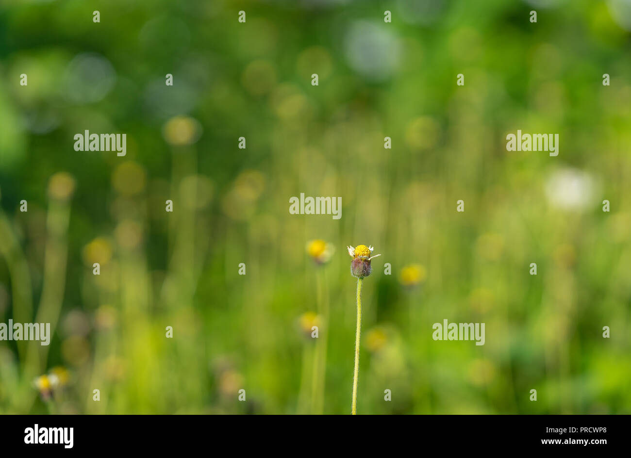 Se démarquer de la foule. Banque D'Images