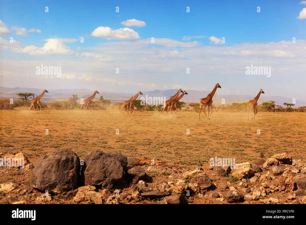 Groupe de girafes en marche au parc national Serengeti, Tanzanie, Afrique. Safari. Banque D'Images