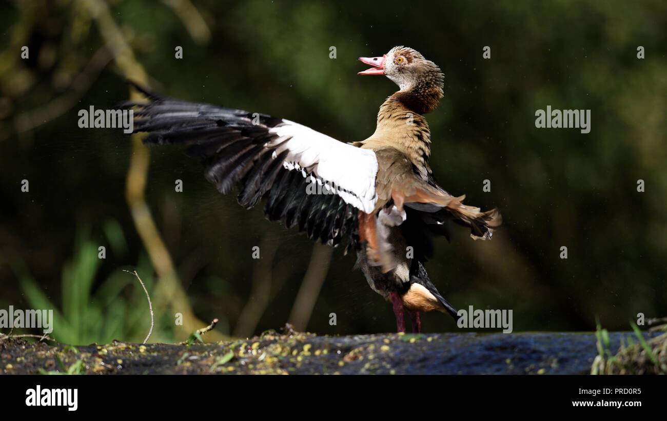 Une oie du Nil occidental se propage les ailes (Allemagne). Eine Nilgans spreizt ihre Fluegel (Deutschland). Banque D'Images