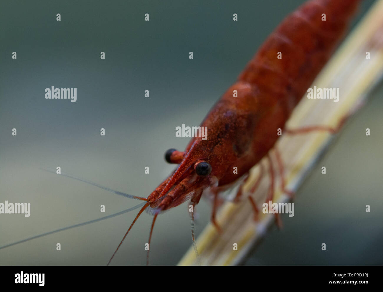 Les crevettes d'eau douce Neocardinia closeup Banque D'Images