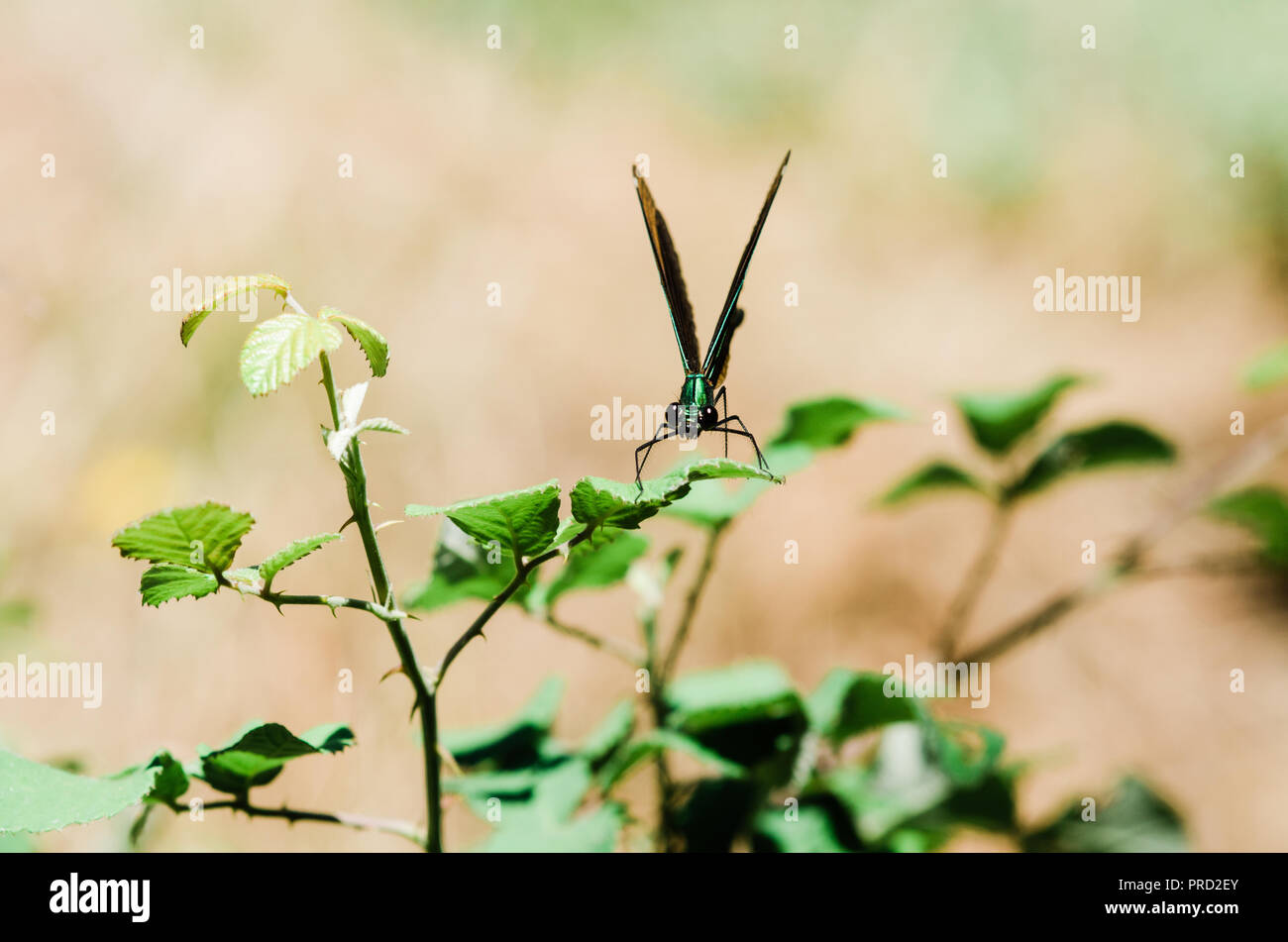 Photographie libellule, noir jaune vert bleu et rouge libellule, Close up fond clair et plantes bokeh Banque D'Images