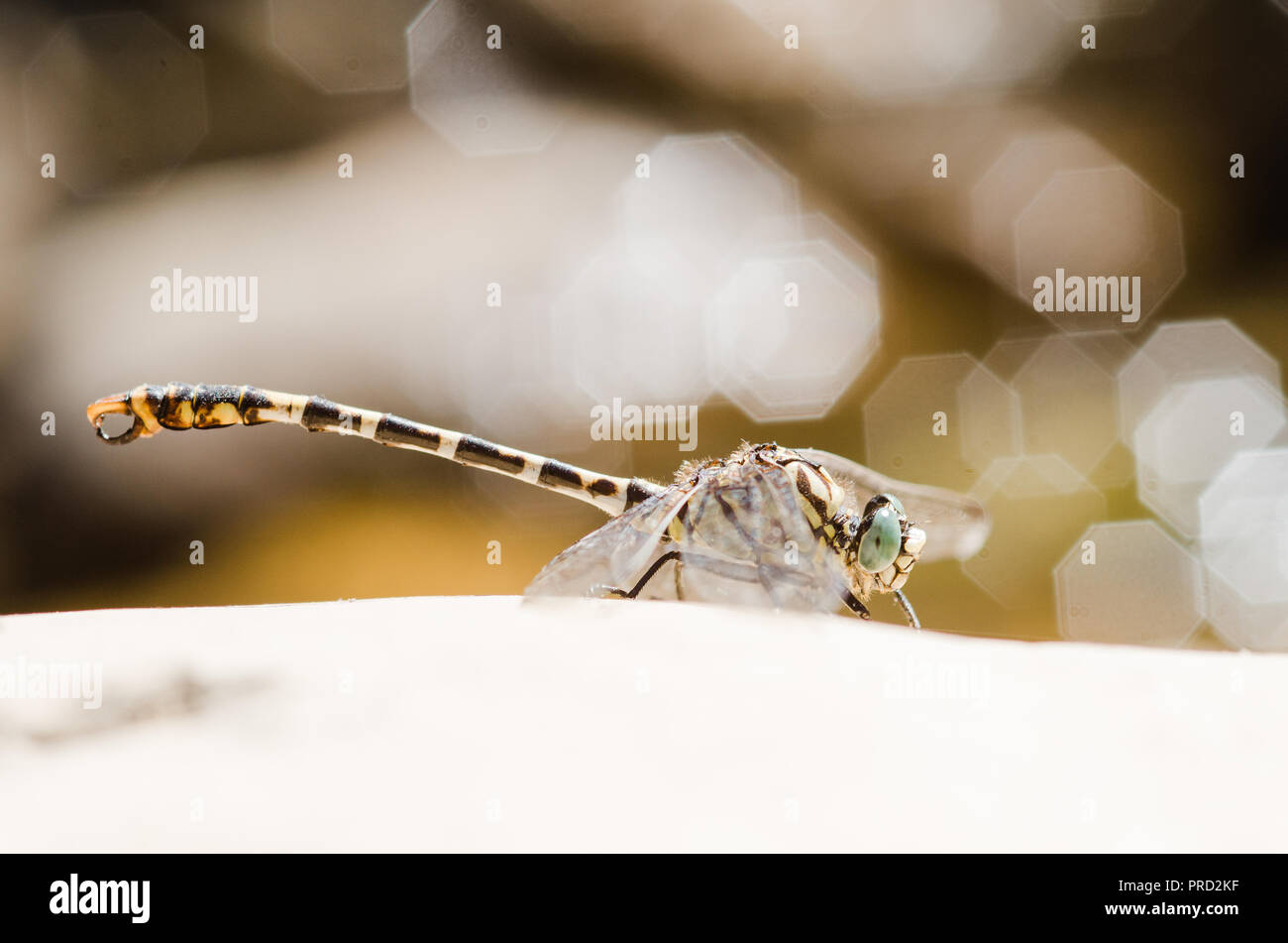 Photographie libellule, noir jaune vert bleu et rouge libellule, Close up fond clair et plantes bokeh Banque D'Images