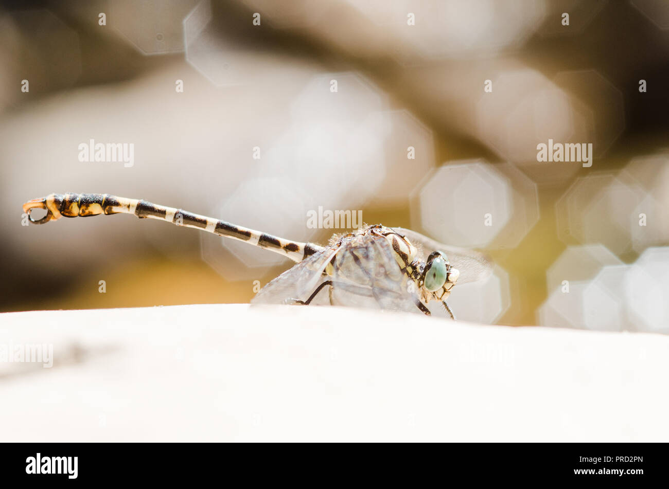 Photographie libellule, noir jaune vert bleu et rouge libellule, Close up fond clair et plantes bokeh Banque D'Images