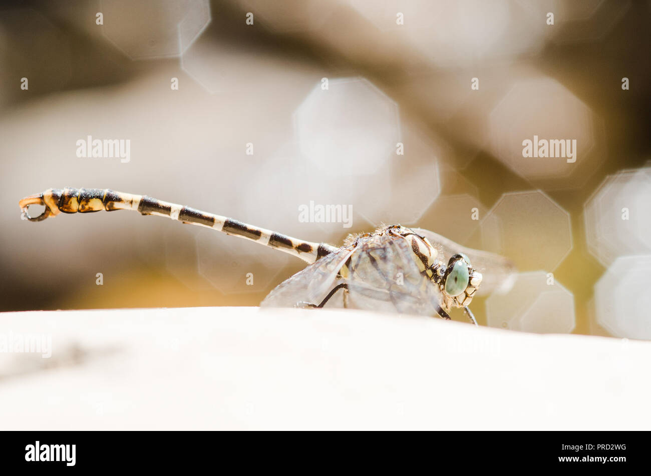 Photographie libellule, noir jaune vert bleu et rouge libellule, Close up fond clair et plantes bokeh Banque D'Images