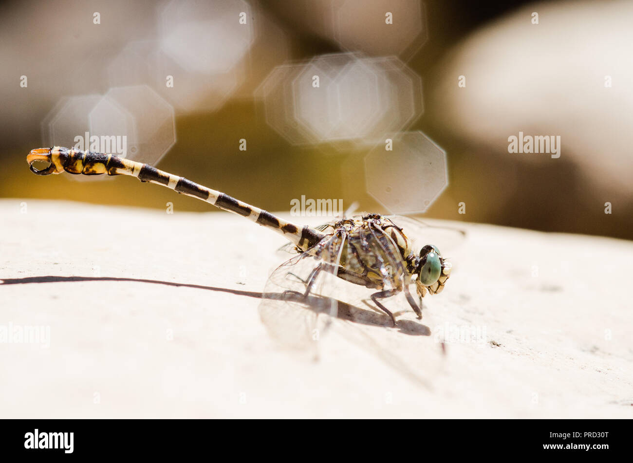 Photographie libellule, noir jaune vert bleu et rouge libellule, Close up fond clair et plantes bokeh Banque D'Images