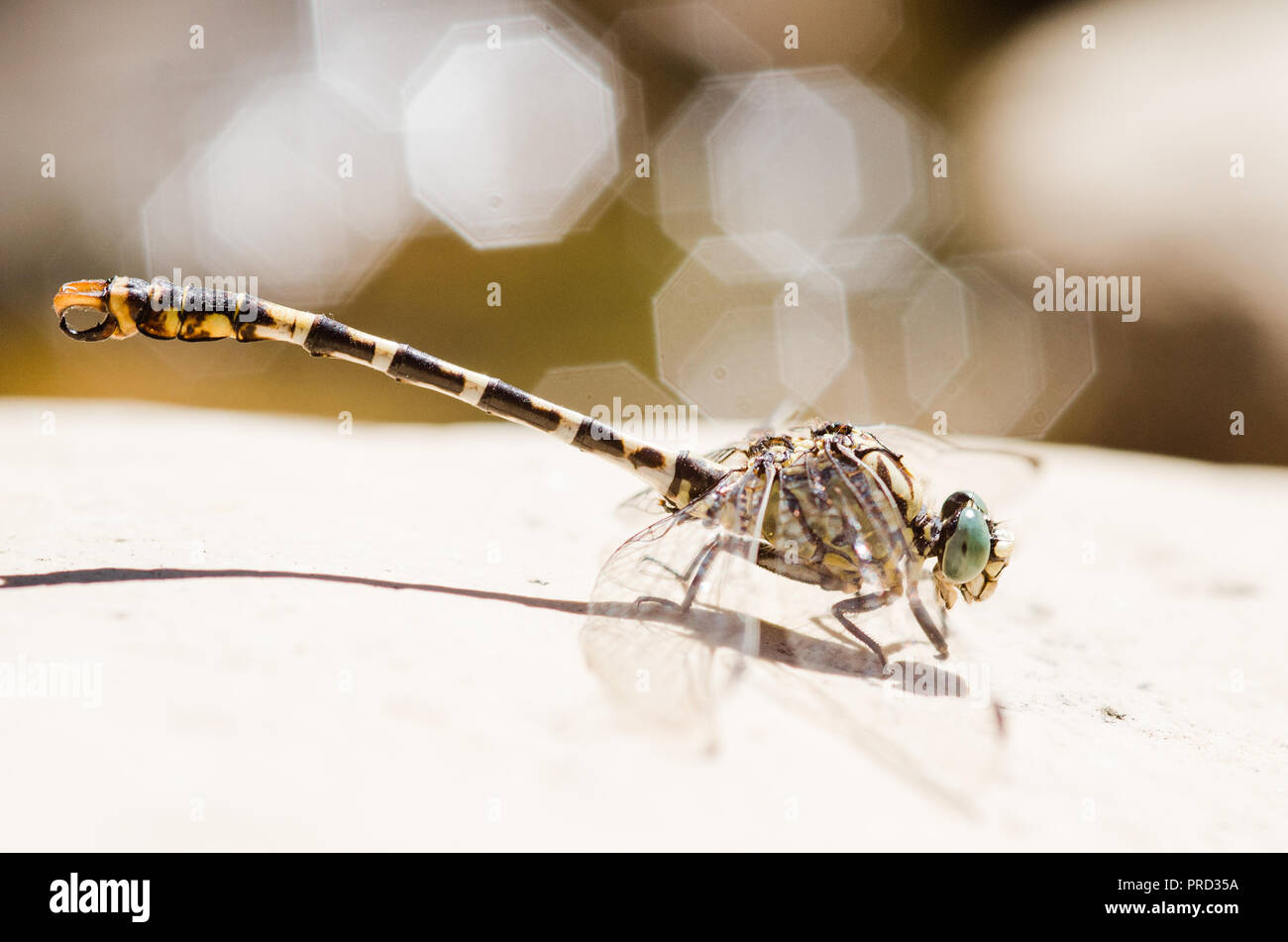 Photographie libellule, noir jaune vert bleu et rouge libellule, Close up fond clair et plantes bokeh Banque D'Images