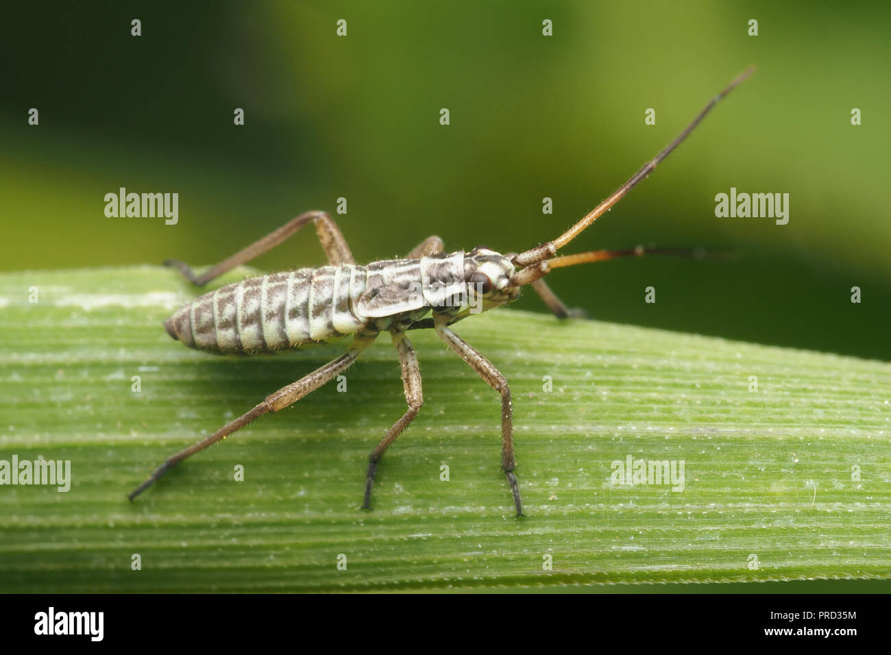 Leptopterna dolabrata punaises mirides nymphe sur brin d'herbe. Tipperary, Irlande Banque D'Images