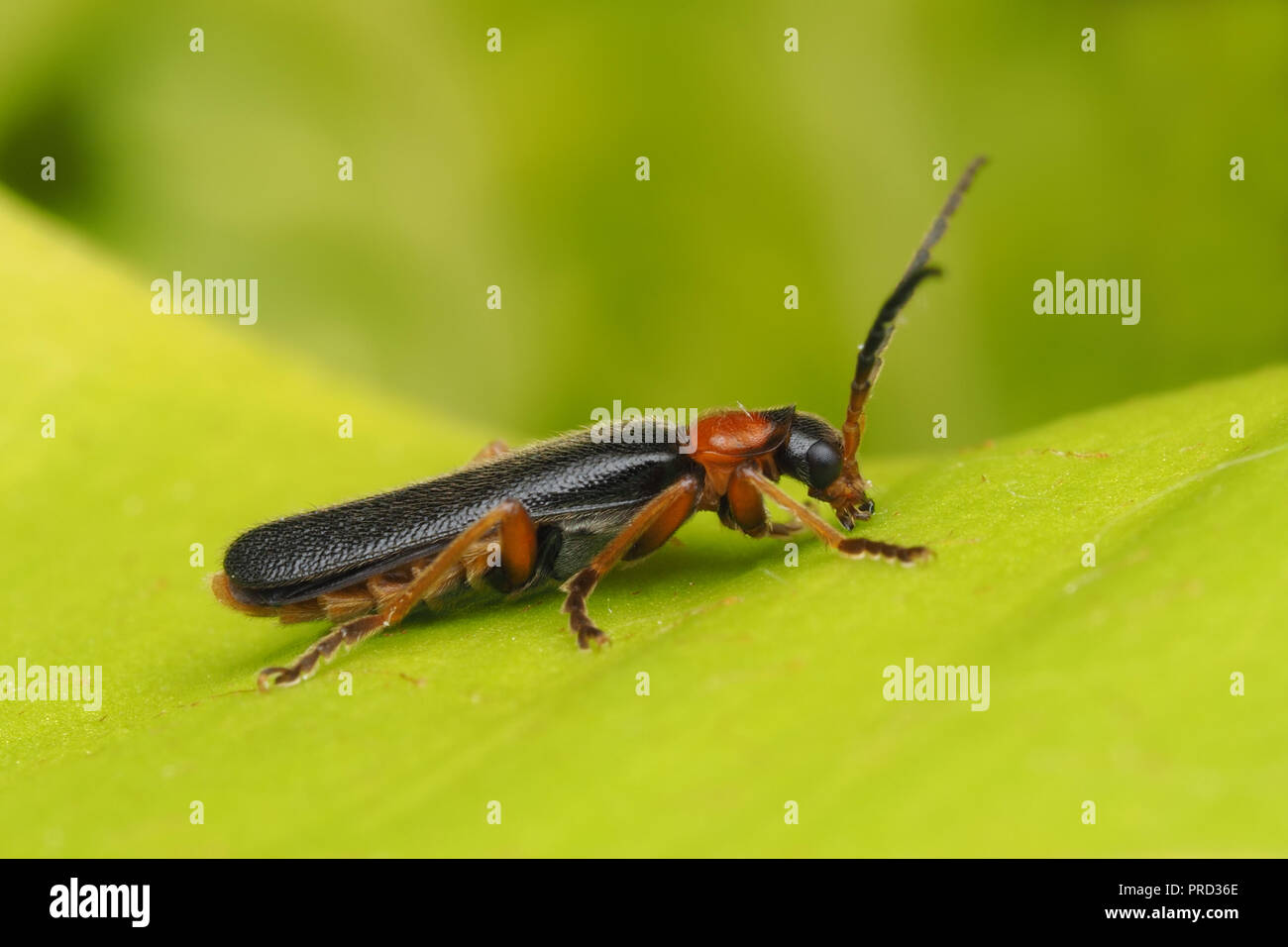 Soldat Beetle (Cantharis sp) reposant sur des feuilles de rhododendron. Tipperary, Irlande Banque D'Images