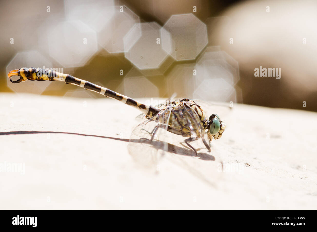 Photographie libellule, noir jaune vert bleu et rouge libellule, Close up fond clair et plantes bokeh Banque D'Images