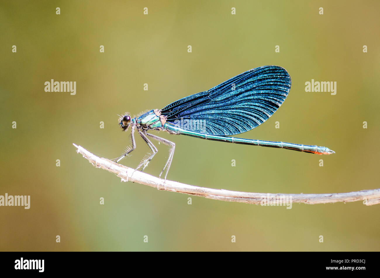 Photographie libellule, noir jaune vert bleu et rouge libellule, Close up fond clair et plantes bokeh Banque D'Images