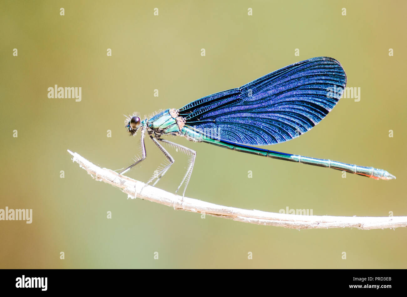 Photographie libellule, noir jaune vert bleu et rouge libellule, Close up fond clair et plantes bokeh Banque D'Images