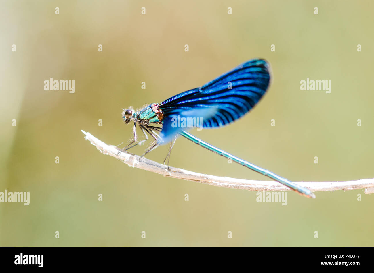 Photographie libellule, noir jaune vert bleu et rouge libellule, Close up fond clair et plantes bokeh Banque D'Images
