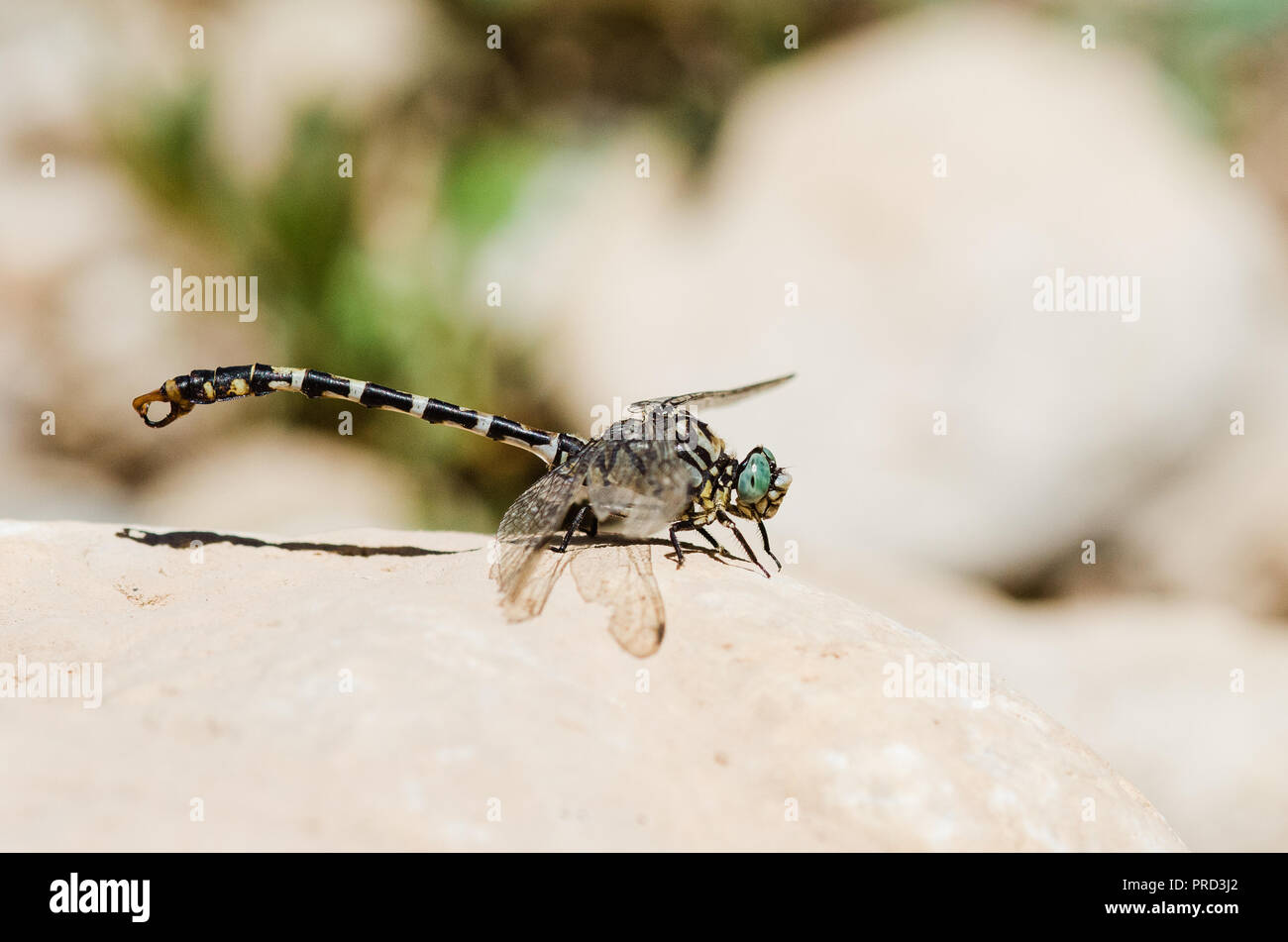 Photographie libellule, noir jaune vert bleu et rouge libellule, Close up fond clair et plantes bokeh Banque D'Images