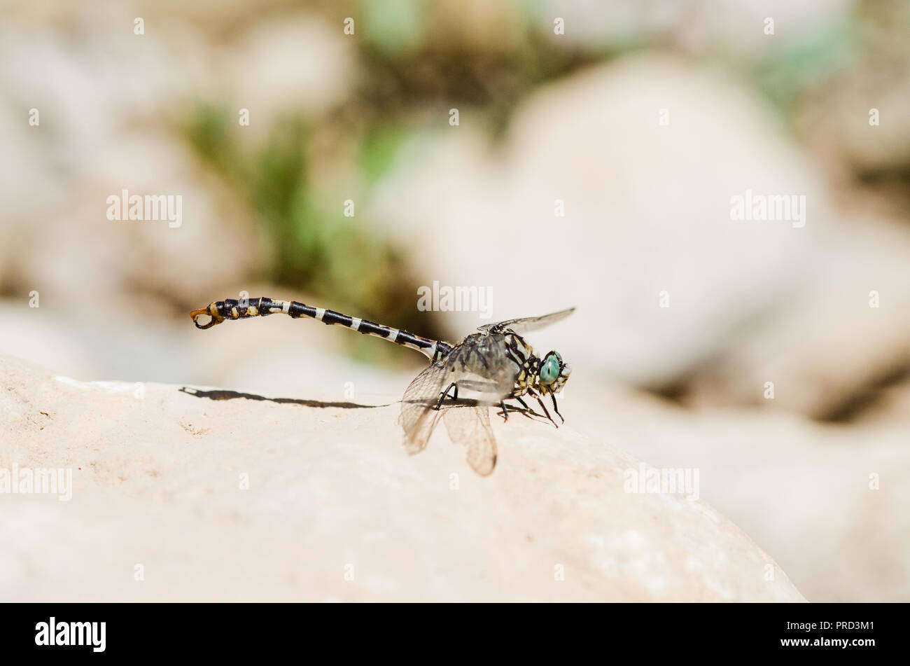 Photographie libellule, noir jaune vert bleu et rouge libellule, Close up fond clair et plantes bokeh Banque D'Images