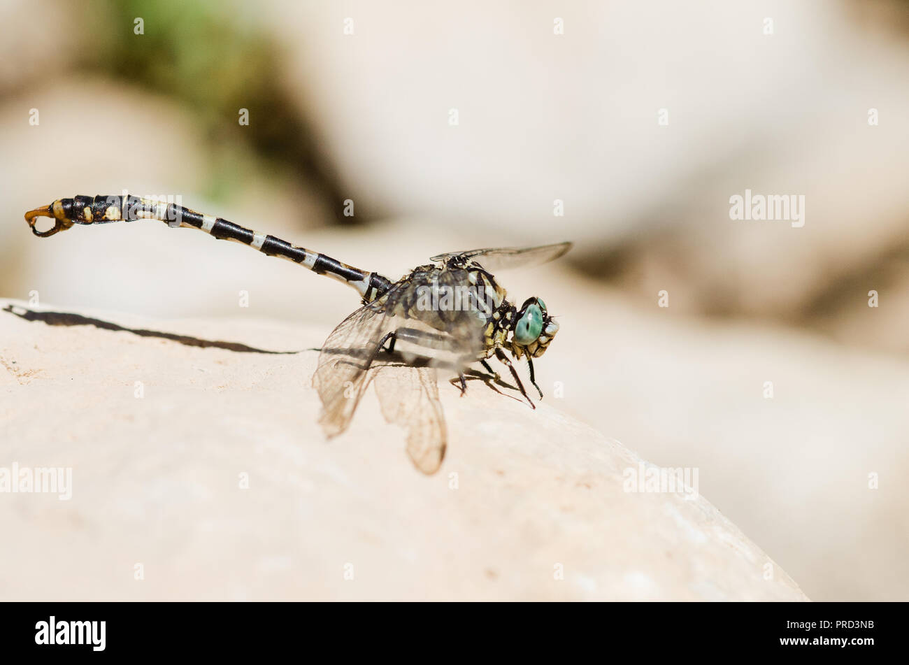 Photographie libellule, noir jaune vert bleu et rouge libellule, Close up fond clair et plantes bokeh Banque D'Images