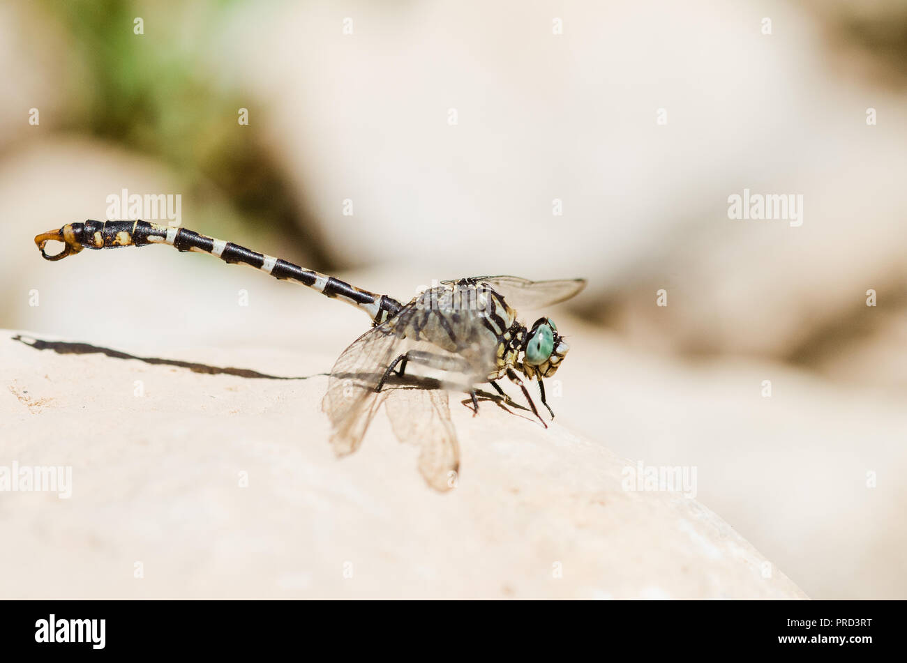 Photographie libellule, noir jaune vert bleu et rouge libellule, Close up fond clair et plantes bokeh Banque D'Images