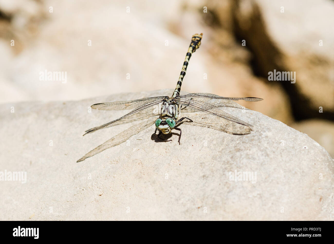 Photographie libellule, noir jaune vert bleu et rouge libellule, Close up fond clair et plantes bokeh Banque D'Images