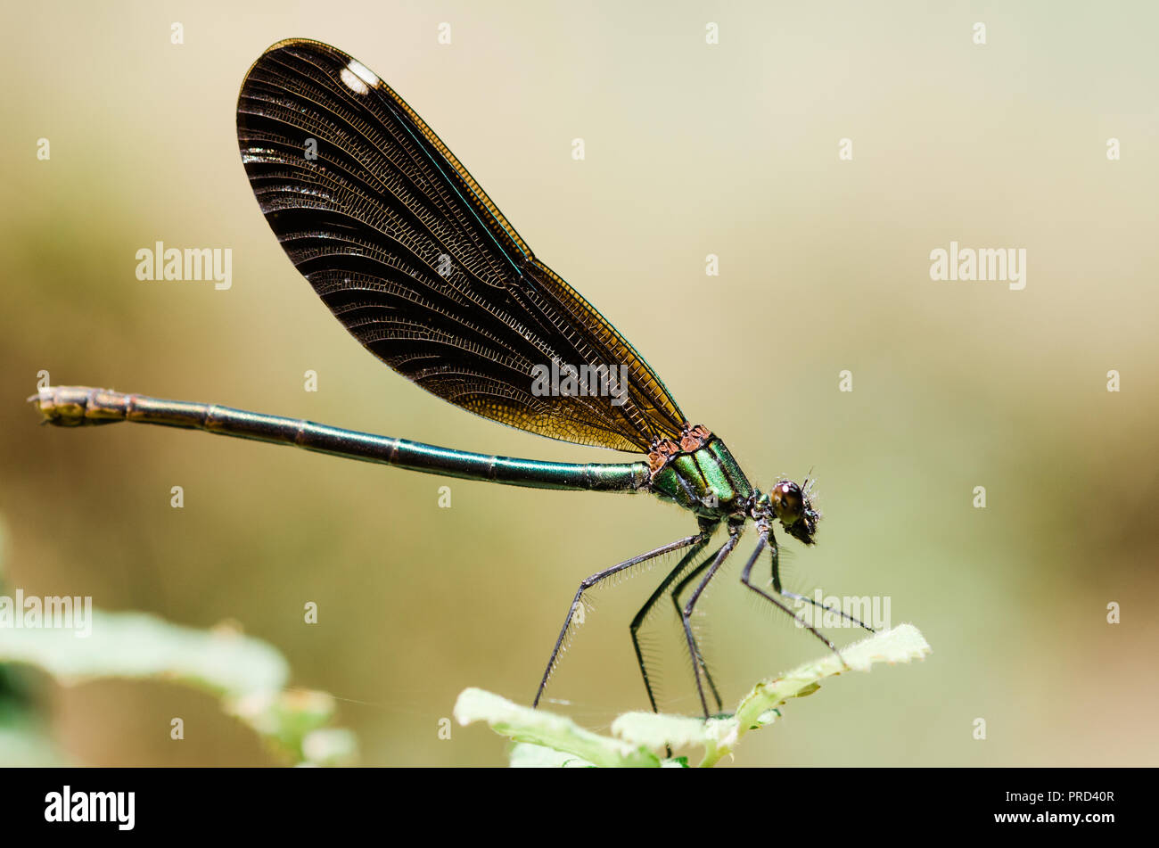 Photographie libellule, noir jaune vert bleu et rouge libellule, Close up fond clair et plantes bokeh Banque D'Images