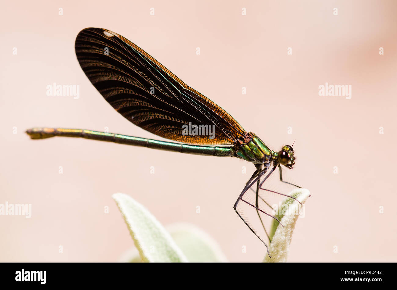 Photographie libellule, noir jaune vert bleu et rouge libellule, Close up fond clair et plantes bokeh Banque D'Images