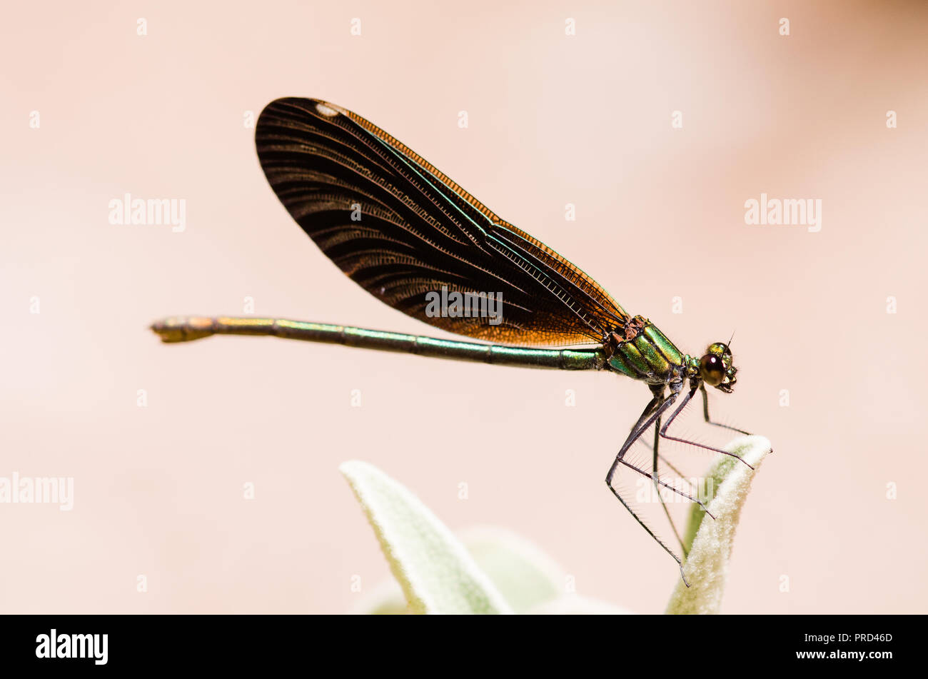 Photographie libellule, noir jaune vert bleu et rouge libellule, Close up fond clair et plantes bokeh Banque D'Images