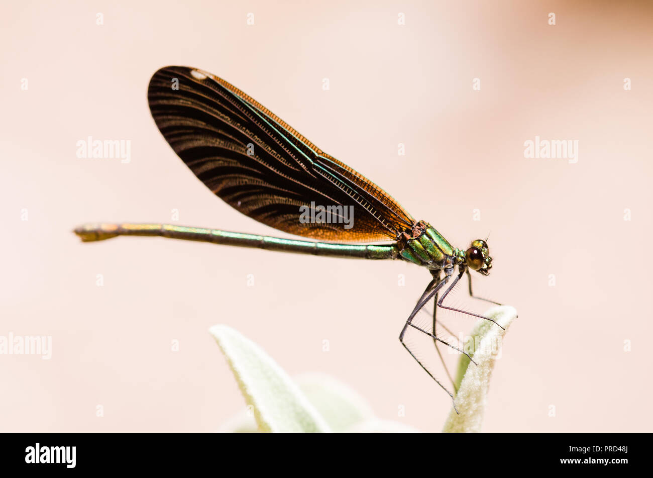 Photographie libellule, noir jaune vert bleu et rouge libellule, Close up fond clair et plantes bokeh Banque D'Images