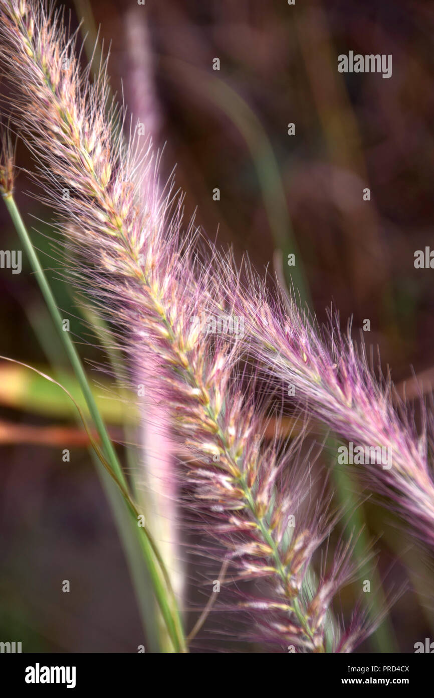 Plume rose fleurs d'une fontaine, d'herbe Pennisetum advena ou la fontaine de l'herbe avec fleurs roses et blanches à l'automne Banque D'Images