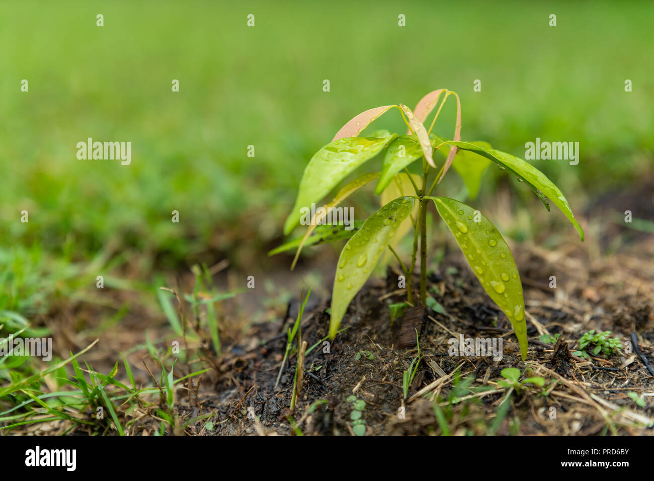 Deux mois de litchi plante dans le jardin après la pluie Banque D'Images