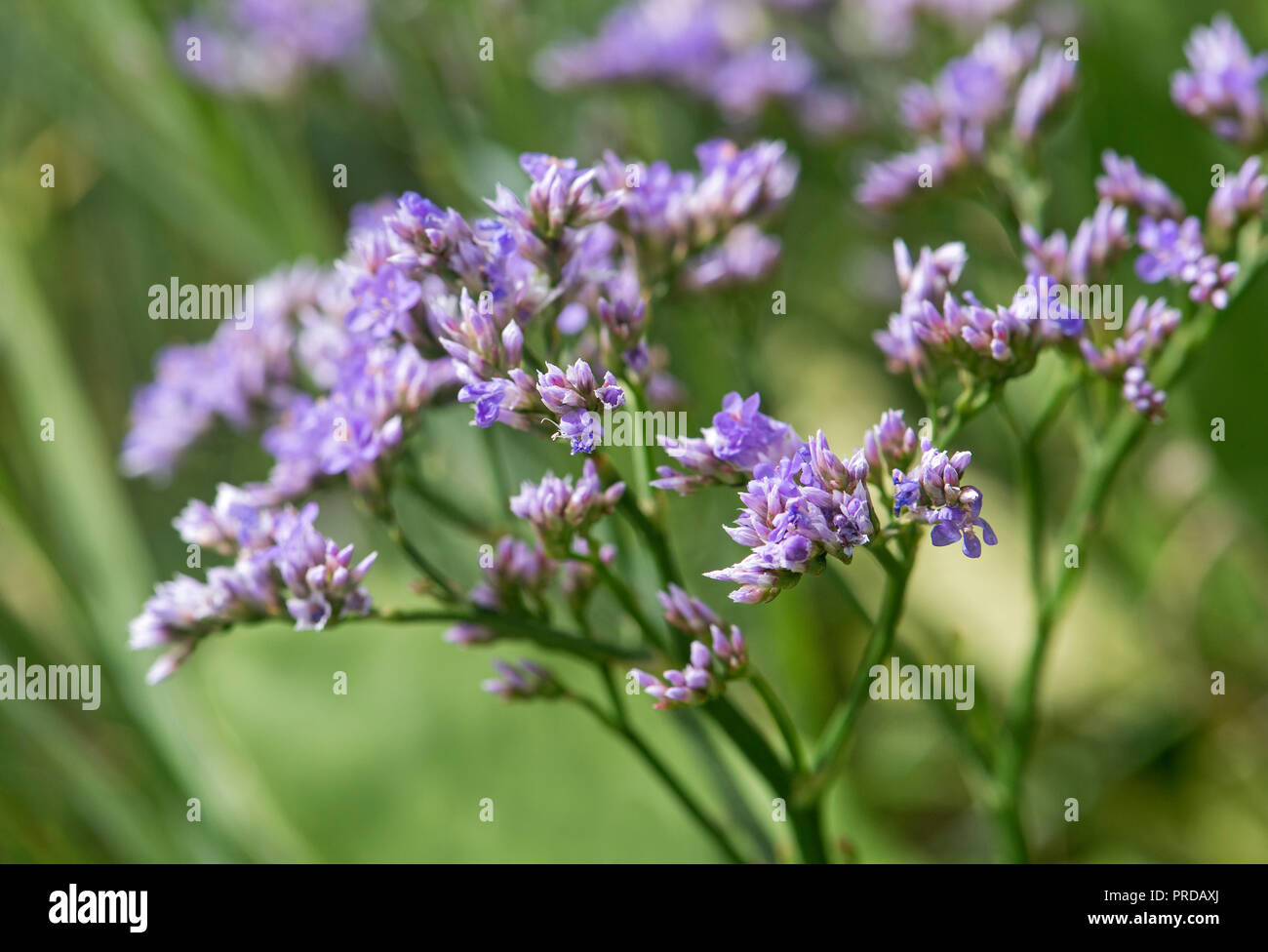 La lavande de mer (Limonium vulgare), côte de la mer du Nord, Schleswig-Holstein, Allemagne Banque D'Images