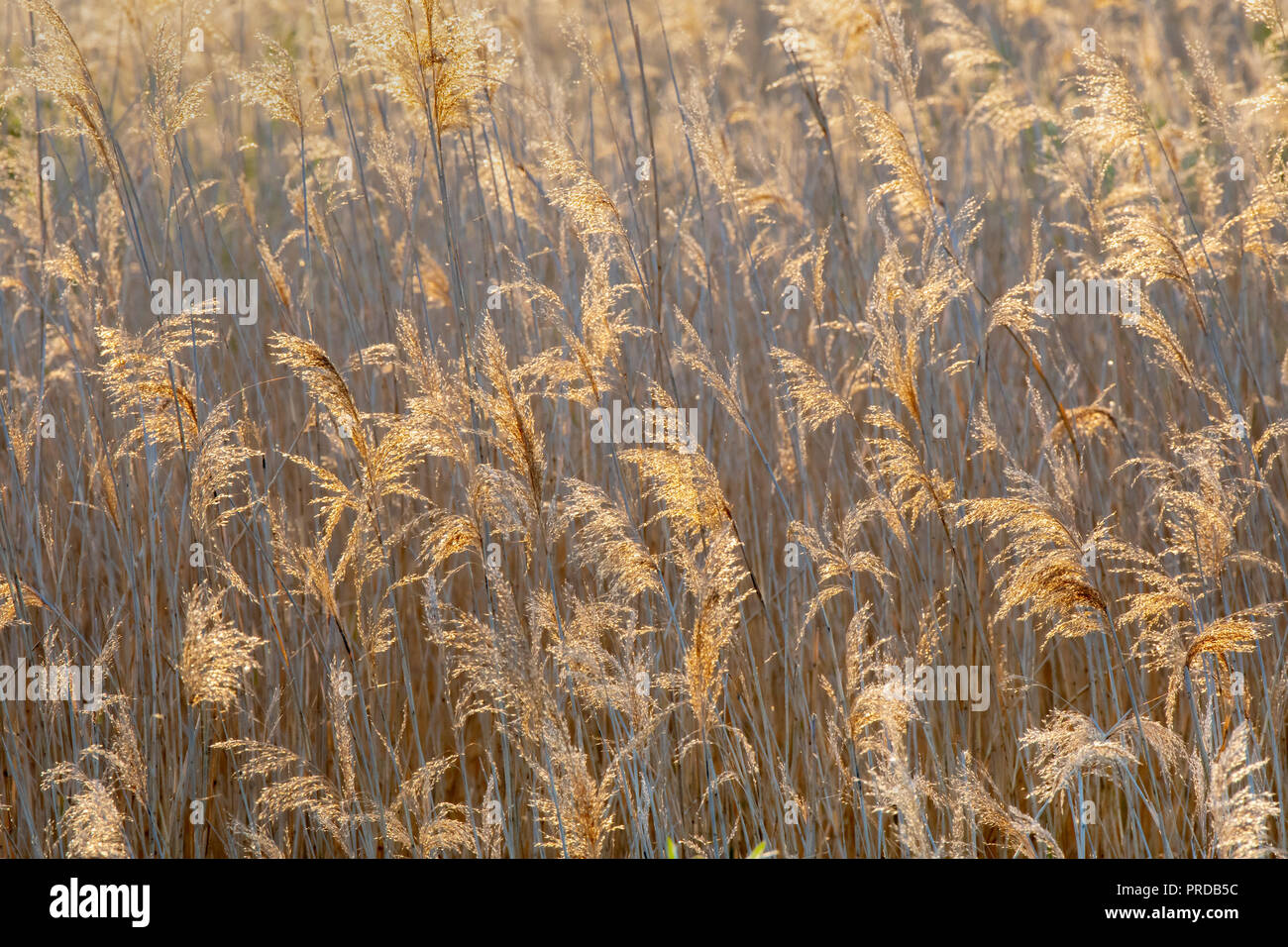 Fleurs de roseau (Phragmites australis) contre la lumière, image de fond, Autriche Banque D'Images